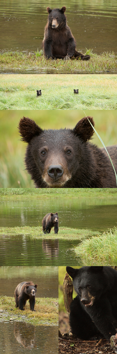 wildlife bear photographer