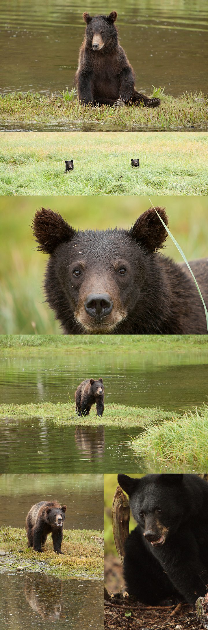 wildlife bear photographer