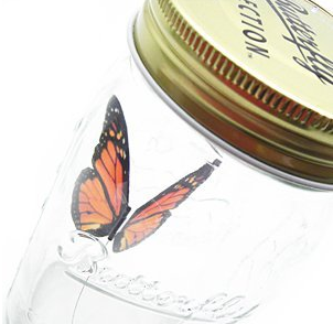 wishlantern butterfly in a jar