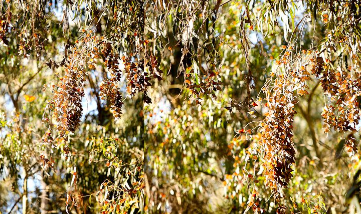 ellwood mesa monarch butterfly preserve