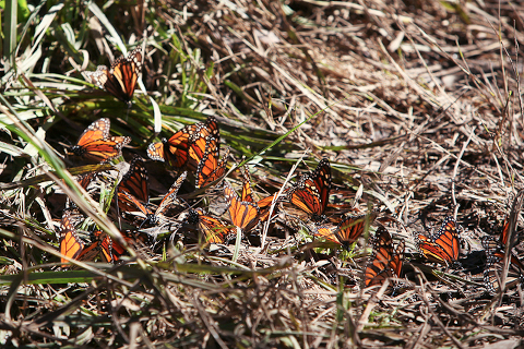ellwood mesa monarch butterfly preserve