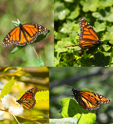 Migrating Santa Barbara Monarch Butterflies in Ellwood Preserve