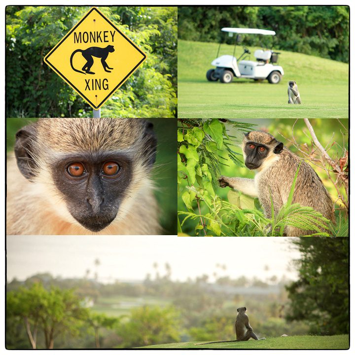 African Green Vervet Monkey Caribbean Nevis