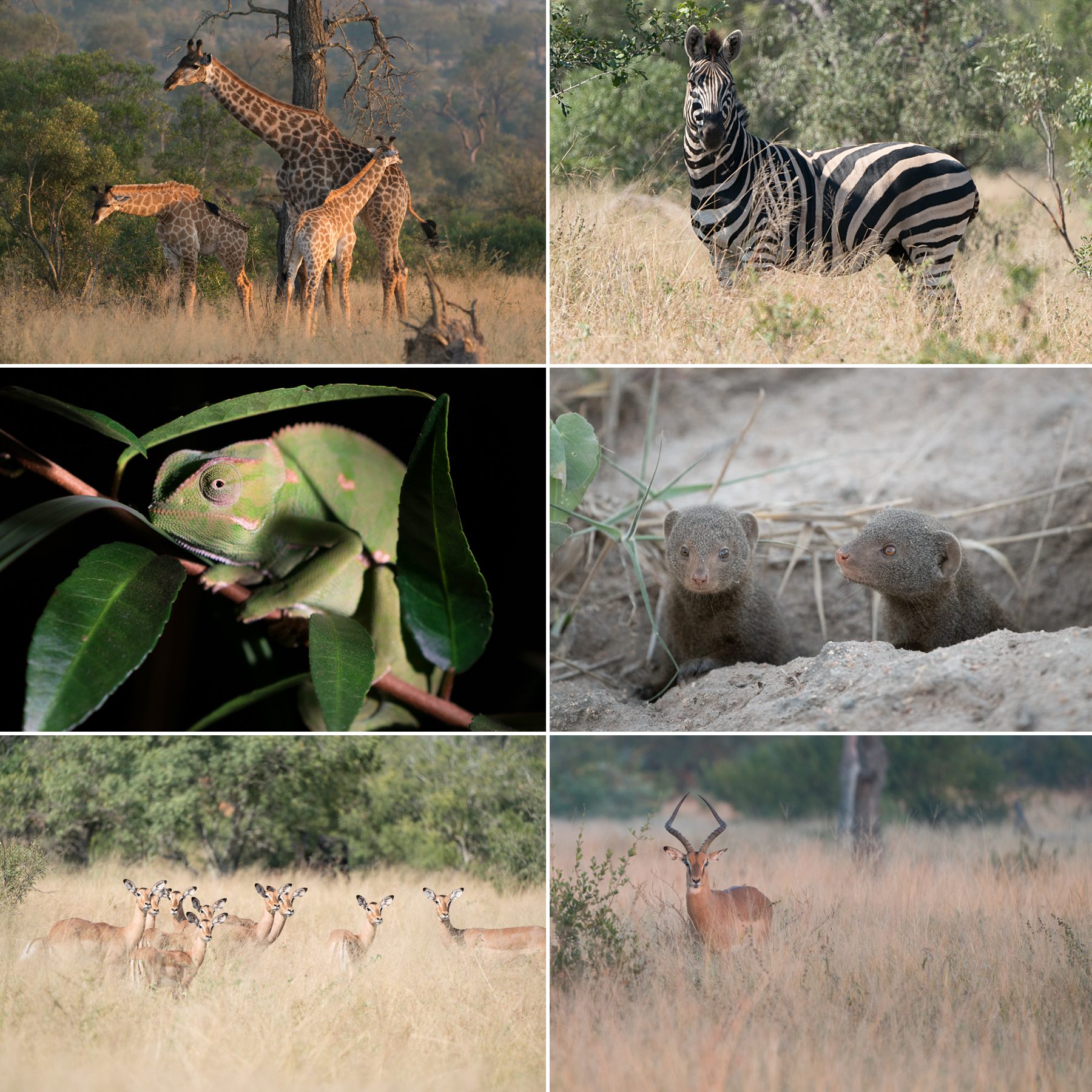jensen sutta event photography, animals at sabi sabi