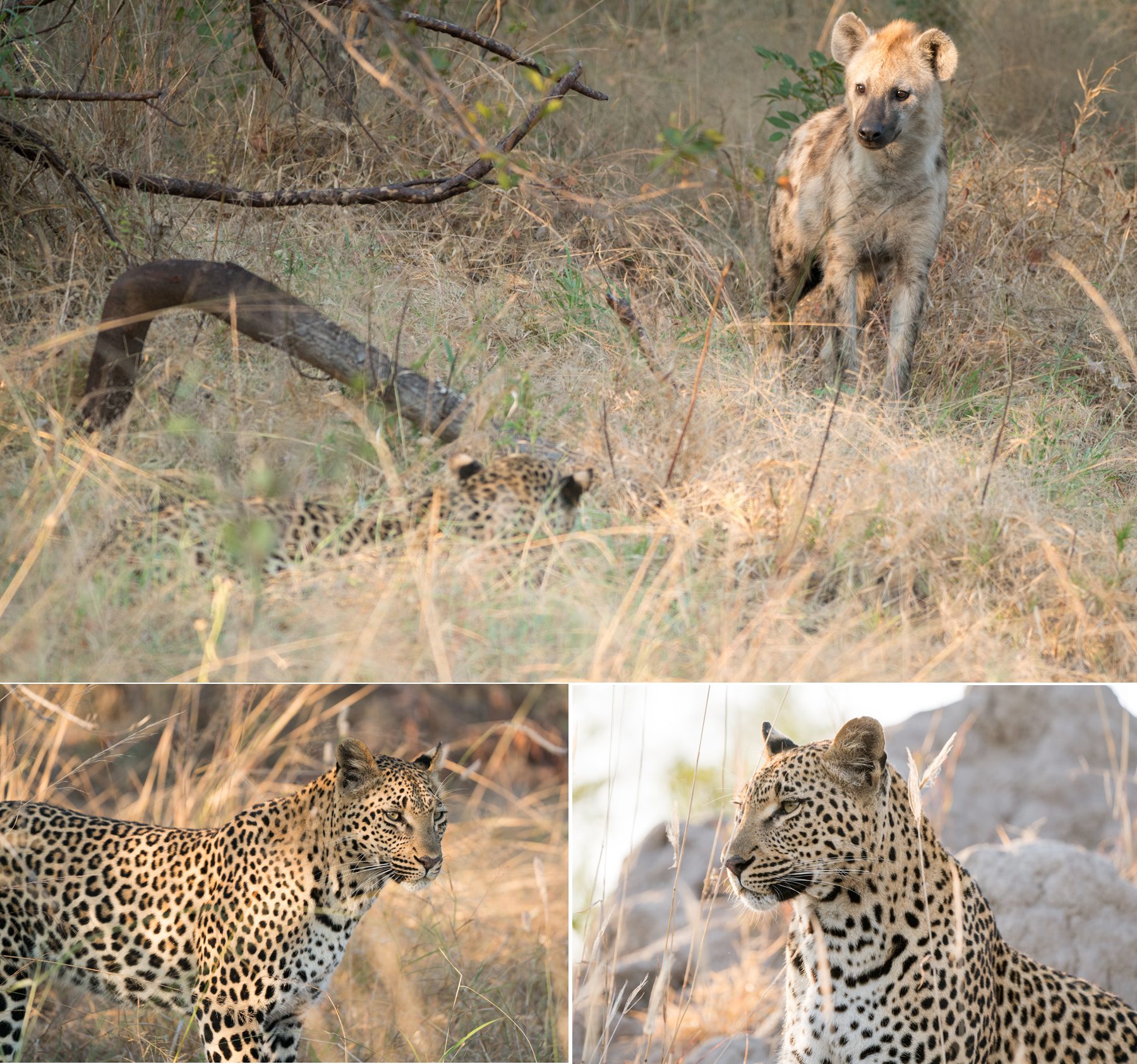 leopards in south africa, jensen sutta event photographer