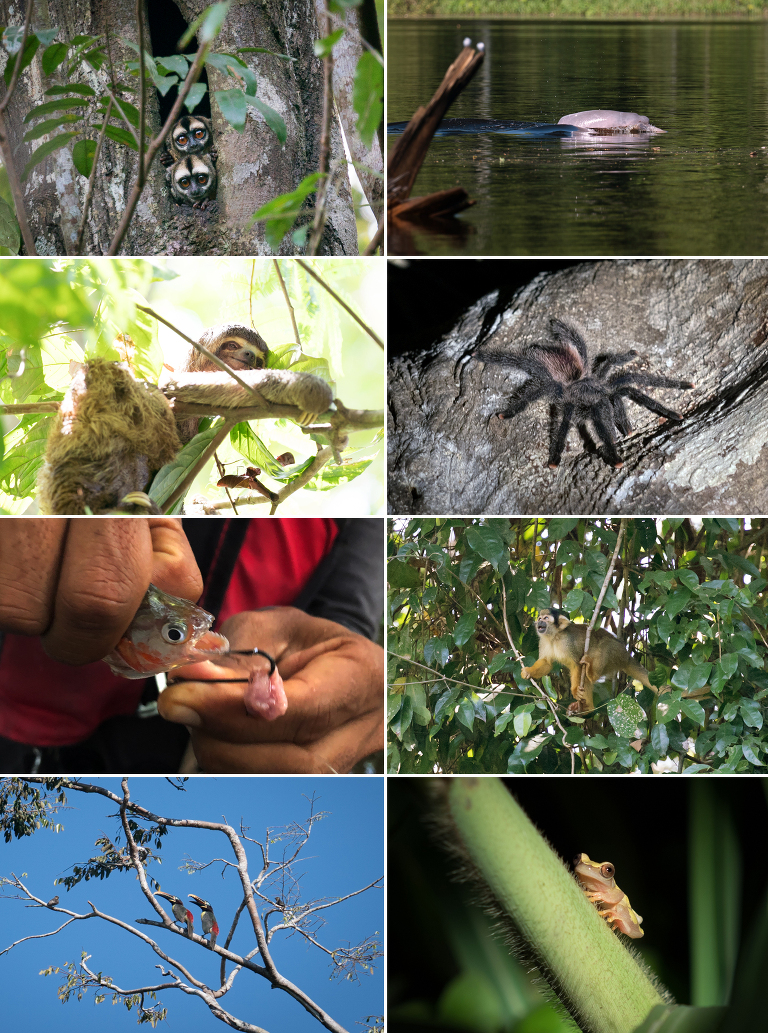 amazon river aria peru jensen sutta event photography