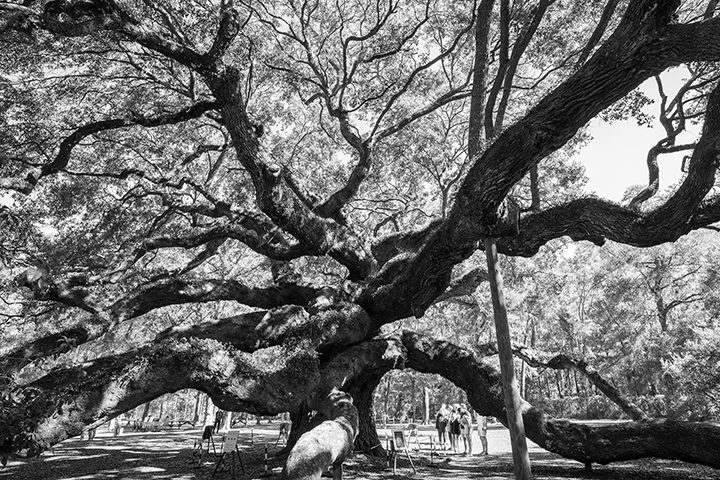 Charleston Angel Oak, Jensen Sutta Event Photography